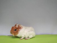 Guinea Pig Yavruları İstanbul