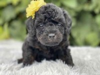 Nadir Renk Black Toy Poodle