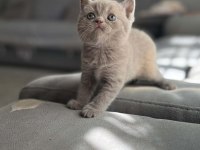 A Kalite Teddy Bear British Shorthair Bebeklerimiz