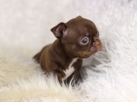 Egzotic Teacup Chihuahua