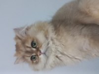 BEHLÜL KEDİMİZE YENİ YUVA ARIYORUZ