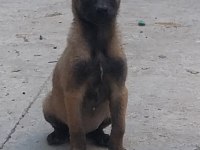 A kalite belçika malinois yavrularımız mevcut