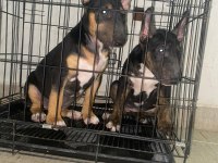 A CLASS ŞECERELİ YAVRU KÖPEKLER