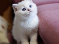 Kar Topu Mavi Gözlü NS1133 British Shorthair