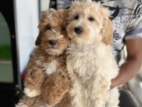 Wc eğitimli maltipoo lar petmode den