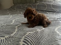 TOY POODLE YAVRULARI YENİ YUVALARINI BEKLİYOR