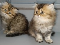 Golden Black British Longhair