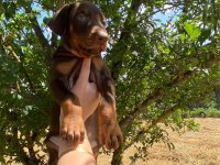 KIZIL KALİTELİ KİNG DOBERMAN