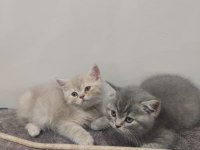 British shorthair yavrular