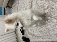 Pamuk prenses pomeranian