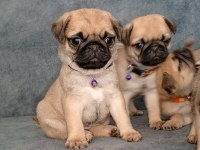 ÜST KALİTE PUG MOPS BEBEKLER