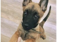 Belçika kurdu (MALİNOİS) köpeği