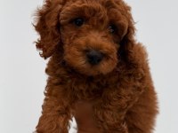 Poodle Bebekler