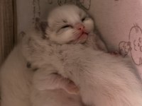 Ragdoll Yavrular Rezerveye Açık 15 Ekim Teslim
