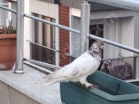 Erkek Kırmızı Şallı Tip Güvercin
