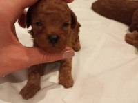 Üst düzey Kore Kan Toy Poodle Yavrularım