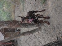 Üretim izinli doberman
