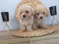 Mükemmel Kalitede Maltipoo Yavrularımız