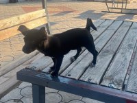 Yavru dişi şivava cinsi köpeğimiz