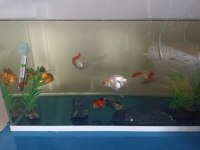 Satılık Yetişkin Sağlıklı Japon Oranda Balıkları