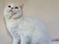 12 Aylık dişi british shorthair