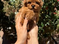 Toy poodle yavru