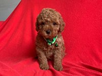 Safkan Toy Poodle Yavrularımız
