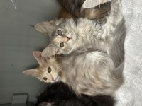 Renk güzelleri maine coon