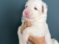 RED MERLE BORDER COLLİE