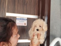 Tatlı maltipoo yavrular bizde