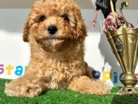 TÜY DÖKMEZ KOKU YAPMAZ ANTİALERJİK MALTİPOO YAVRULAR