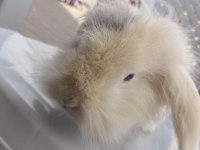 Lop Tavşanlar
