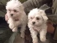 Maltese yavrular