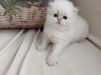 British longhair oğlumuz yeni yuvasını arıyor