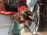 Chocalatte maltipoo