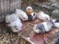 1 ERKEK 3 DİŞİ GENÇ TAKIM ÜRETİM YAPMAK İSTEYENE GİNEPİG