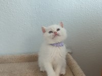 British shorthair silver ve blue point yavrular