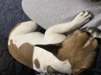 7 aylık dişi french bulldog