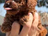 Kore toy poodle yavrularımız 