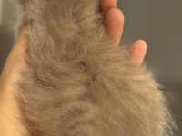Nadir Renk Blue Golden Ay11 British Longhair