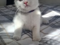 59 Günlük British Longhair Yavruları