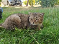 Kedimize Eş Arıyoruz Scottish Fold