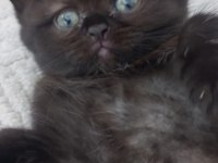 British longhair dark çikolata mükemmel güzellik