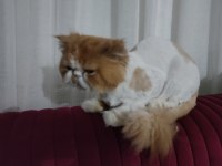 1 yaşında tatlış kedim
