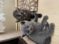 British shorthair erkek ve dişi
