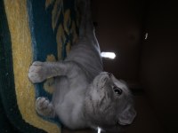 Dişi scottish fold kedimiz