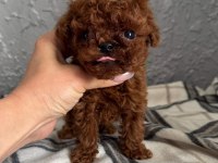 Micro Teacup Korean Dark Brown Poodle Yavrularımız