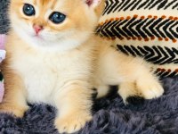 A kalite BRİTİSH SHORTHAİR GOLDEN yavrular