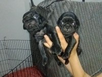Siyah pug yavrumuz