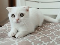Scottish Fold Erkek